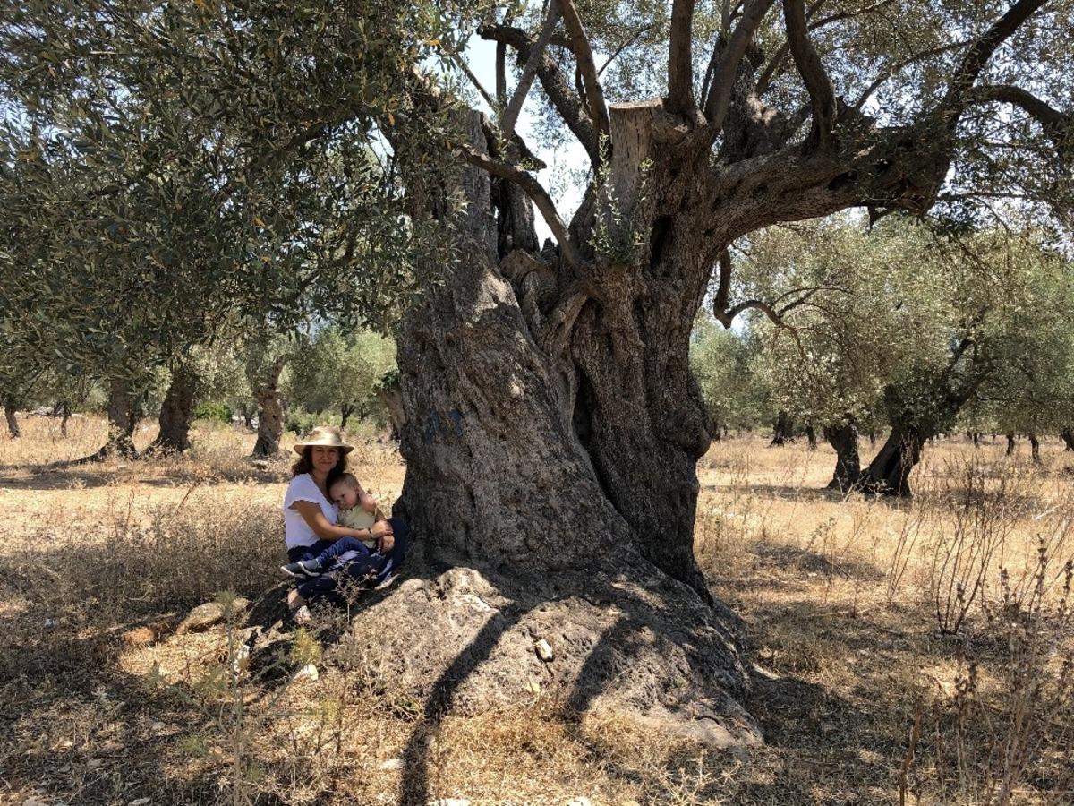 Hobi ama&ccedil;lı satın aldığı tarlanın i&ccedil;indeki zeytin ağacı 3200 yıllık &ccedil;ıktı