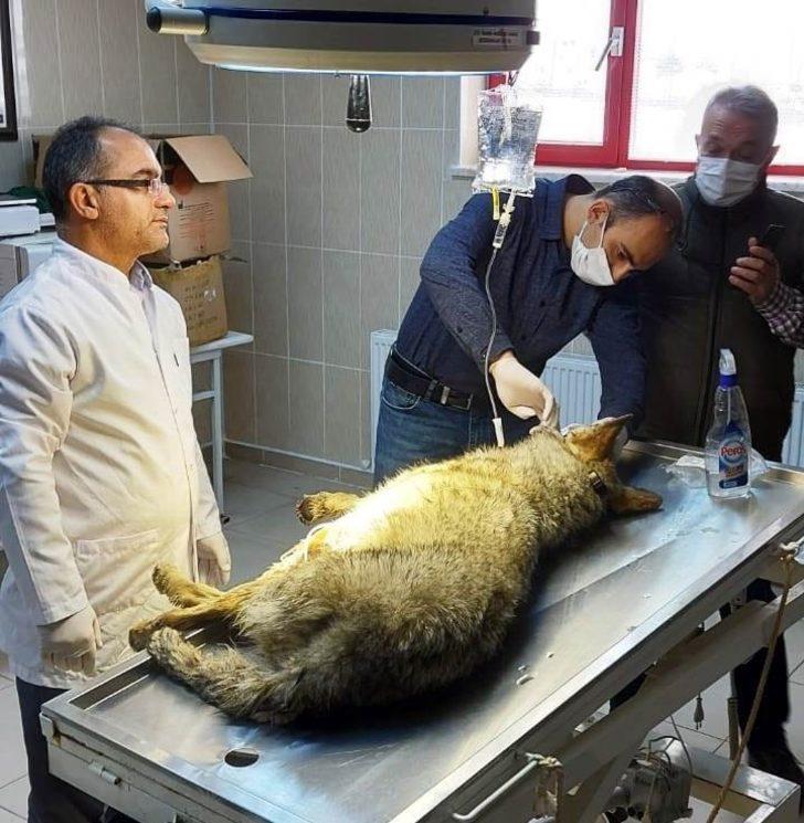 Aracın çarptığı kurt yaralandı G2