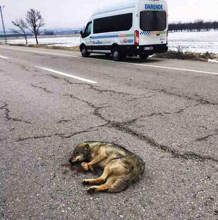 Aracın çarptığı kurt yaralandı G3