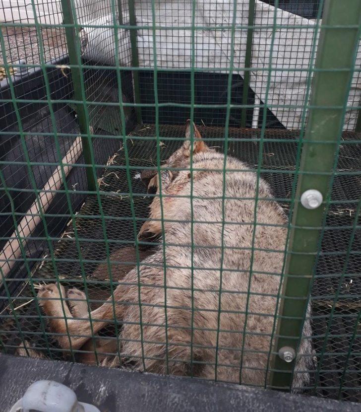 Aracın çarptığı kurt yaralandı G4