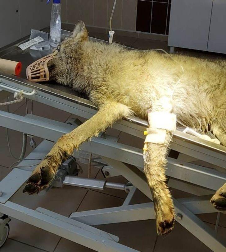 Aracın çarptığı kurt yaralandı G5