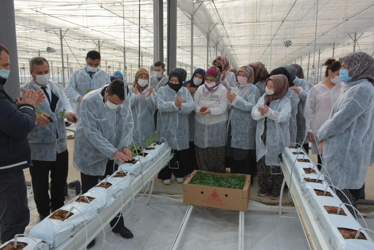 110 bin domates fidesi toprakla buluştu