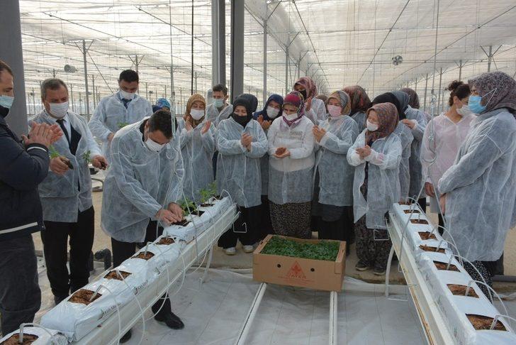 110 bin domates fidesi toprakla buluştu G1