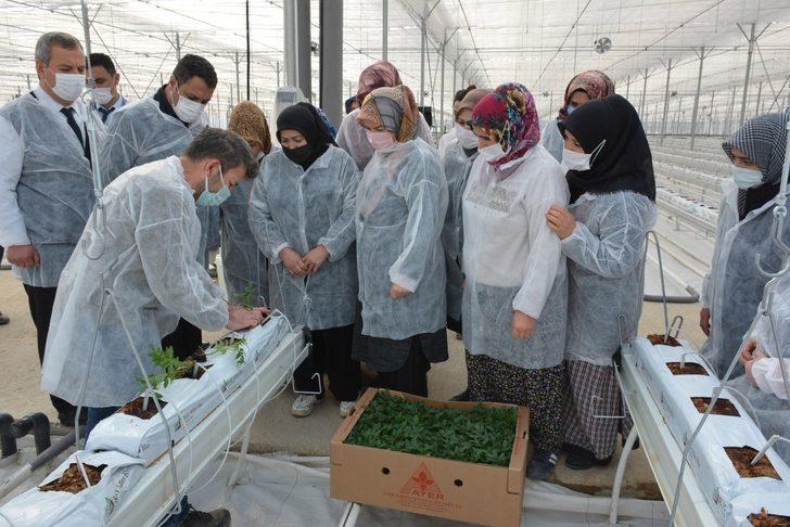 110 bin domates fidesi toprakla buluştu G3