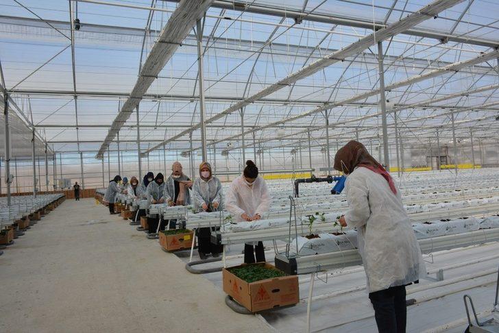 110 bin domates fidesi toprakla buluştu G4