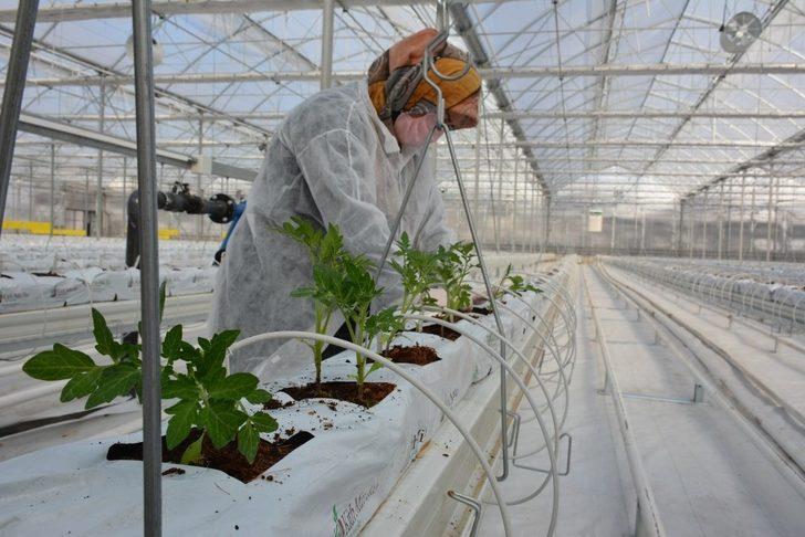 110 bin domates fidesi toprakla buluştu G5