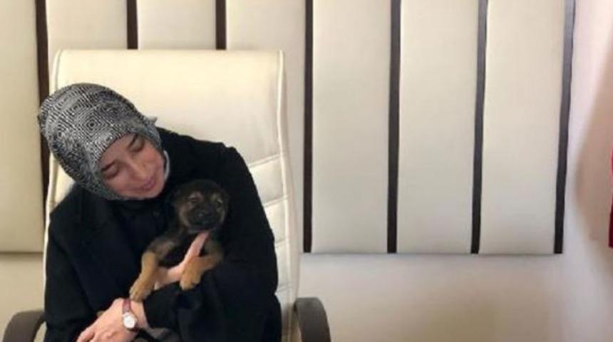 Hayvan hakları yasasında neler var? AK Partili Zengin duyurdu