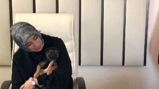 Hayvan hakları yasasında neler var? AK Partili Zengin duyurdu