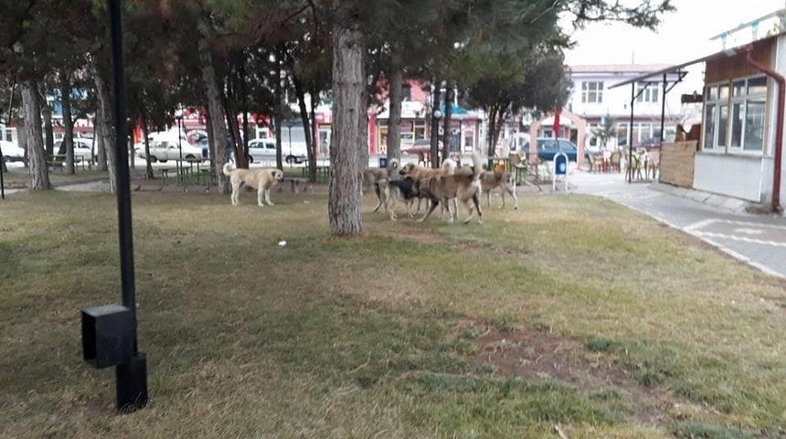 Tomarza&rsquo;da sokak k&ouml;pekleri vatandaşları korkutuyor