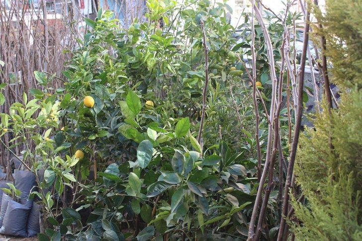 Fidan ve tohumda satış durgun G3