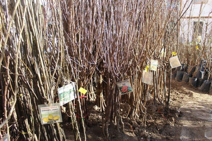 Fidan ve tohumda satış durgun G4