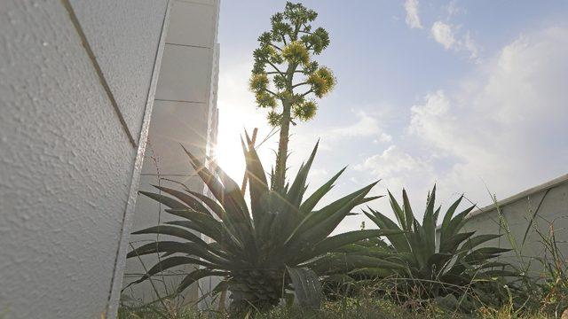 Mezitli Belediyesi, ‘agave’ bitkisini koruma altına aldı