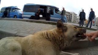Sokak köpeklerini sinirlendirip kendini ısırttırıyor