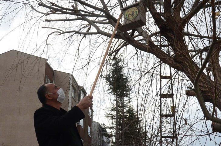 Kuş yuvaları ağaçlardaki yerini aldı G2