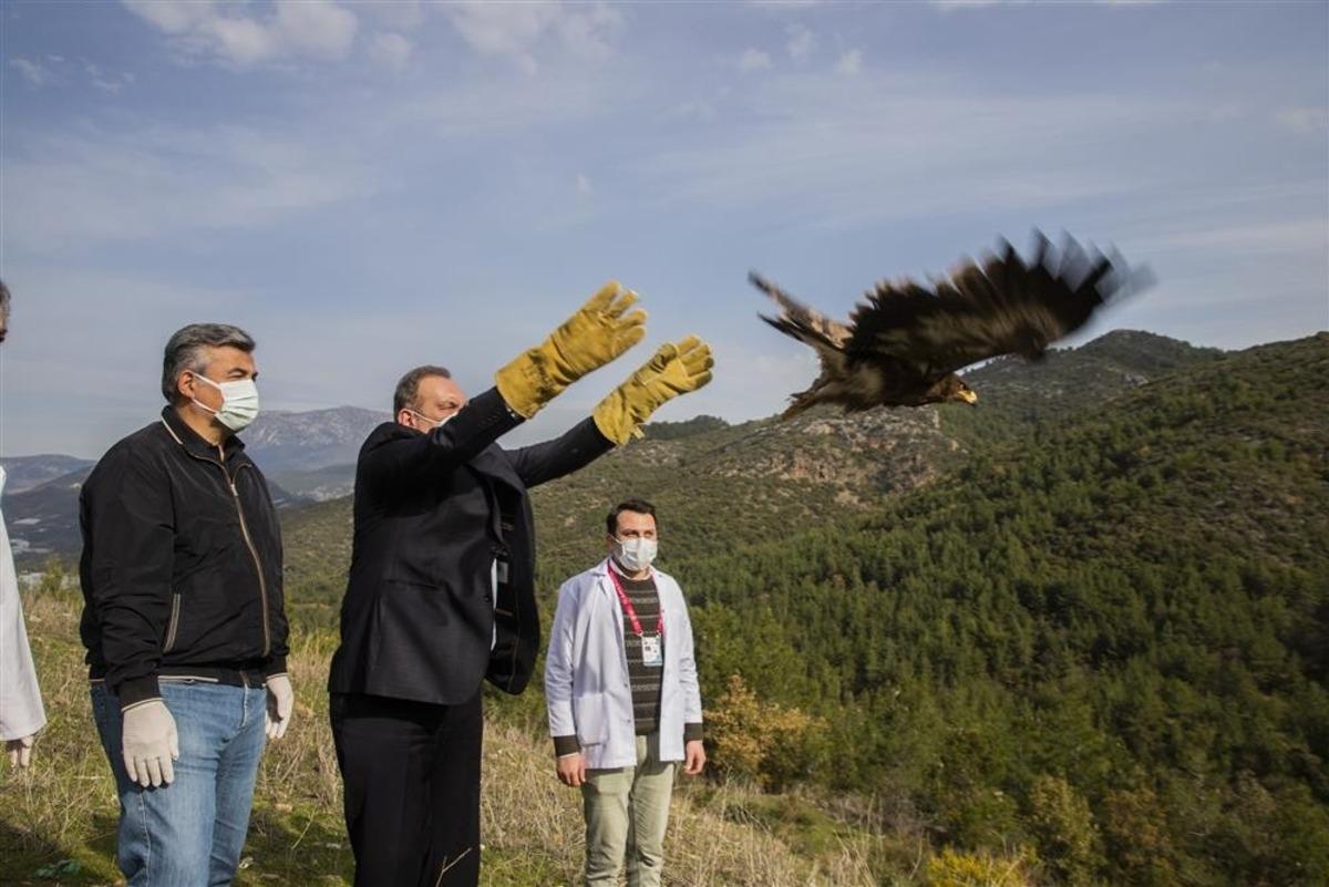 Alanya&rsquo;da tedavisi tamamlanan 2 şahin ve kartal doğaya salındı