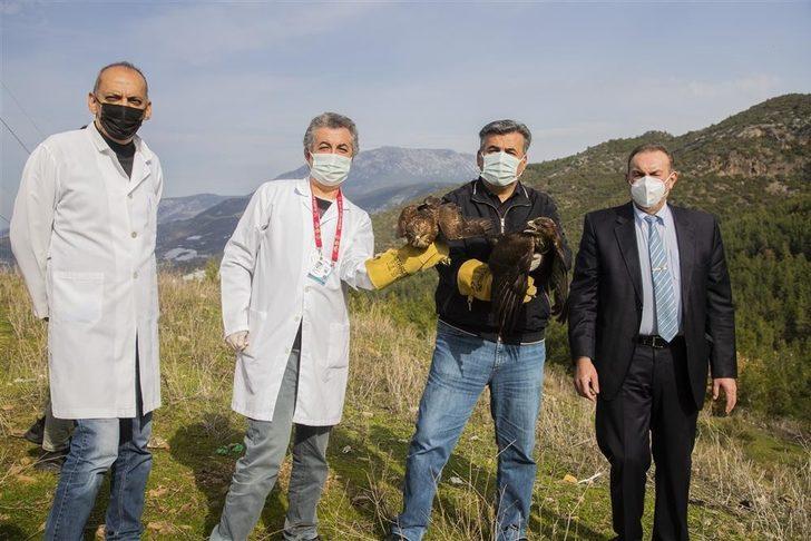 Alanya’da tedavisi tamamlanan 2 şahin ve kartal doğaya salındı G2