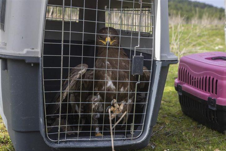 Alanya’da tedavisi tamamlanan 2 şahin ve kartal doğaya salındı G4