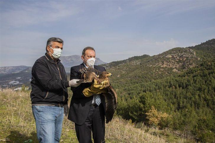Alanya’da tedavisi tamamlanan 2 şahin ve kartal doğaya salındı G5