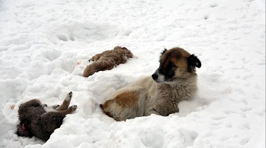 Van'da yürek burkan olay: Köpek, donarak ölen yavrularının başından 5 gündür ayrılmıyor