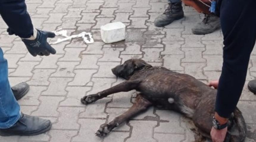 Yaralanan köpeğin yardımına sanayi esnafı koştu