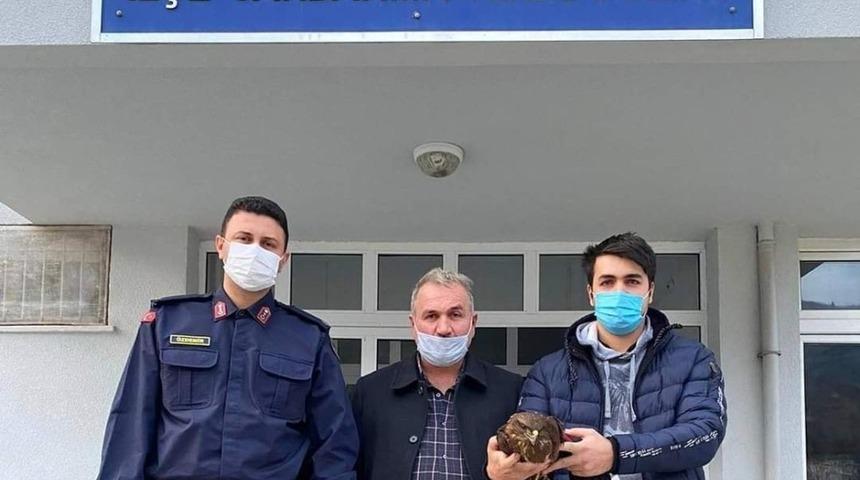 Jandarma, yaralı şahini elleriyle besleyerek korumaya aldı