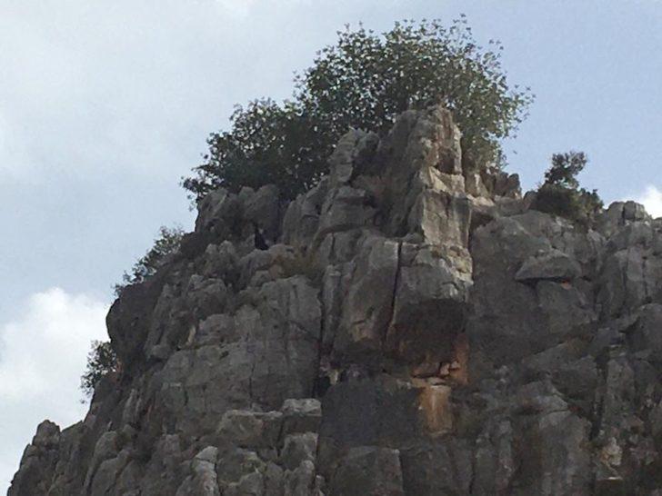 Kayalıklarda mahsur kalan keçileri AFAD kurtardı G3