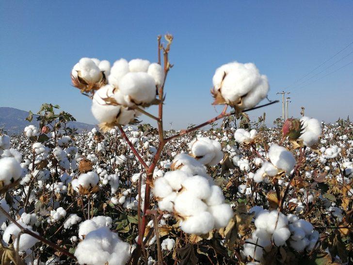 ABD’de ıslahçı hakkı başvurusu kabul edilen ilk Türk pamuk tohumları G2
