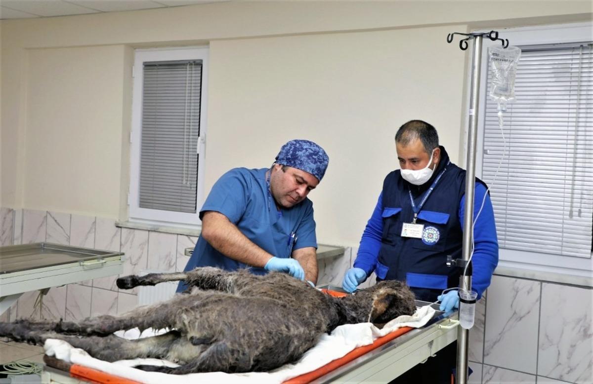 R&ouml;gara d&uuml;şen Kadife i&ccedil;in seferber oldular