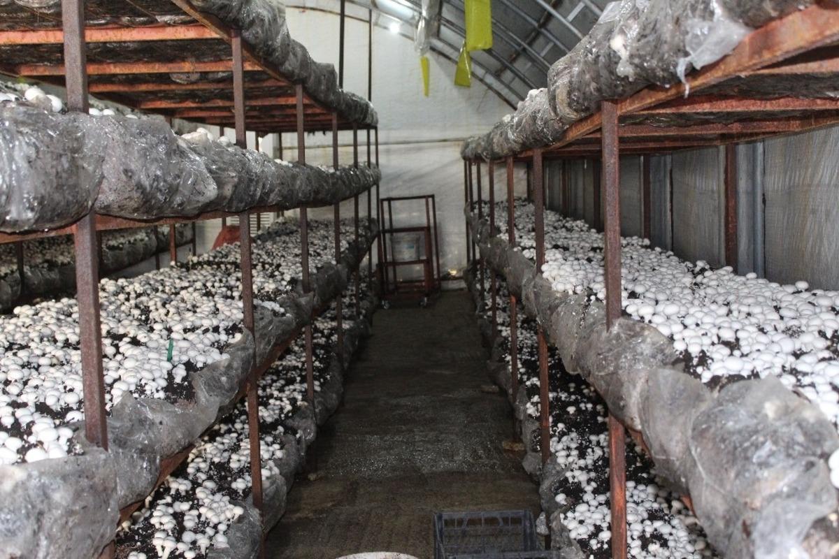 Hibeyle başladı, taleplere yetişemiyor