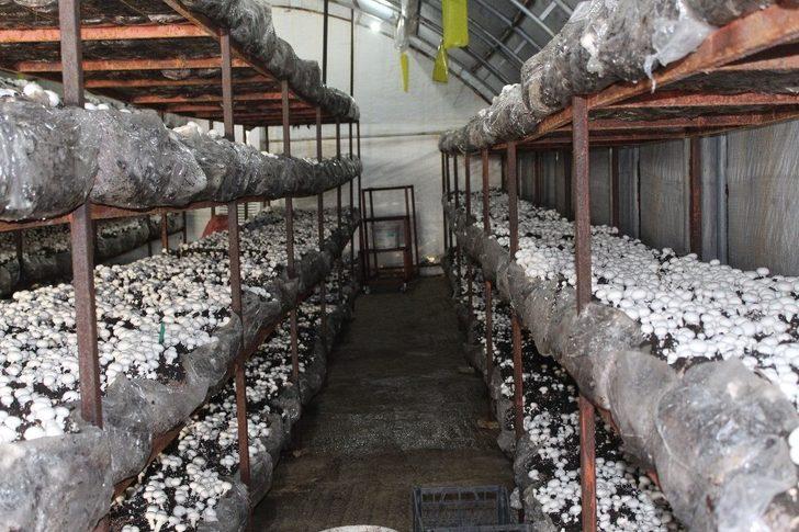 Hibeyle başladı, taleplere yetişemiyor G1