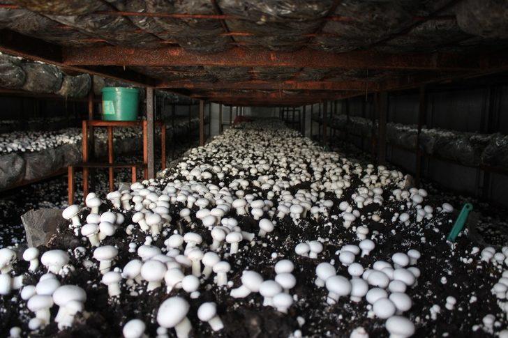 Hibeyle başladı, taleplere yetişemiyor G2