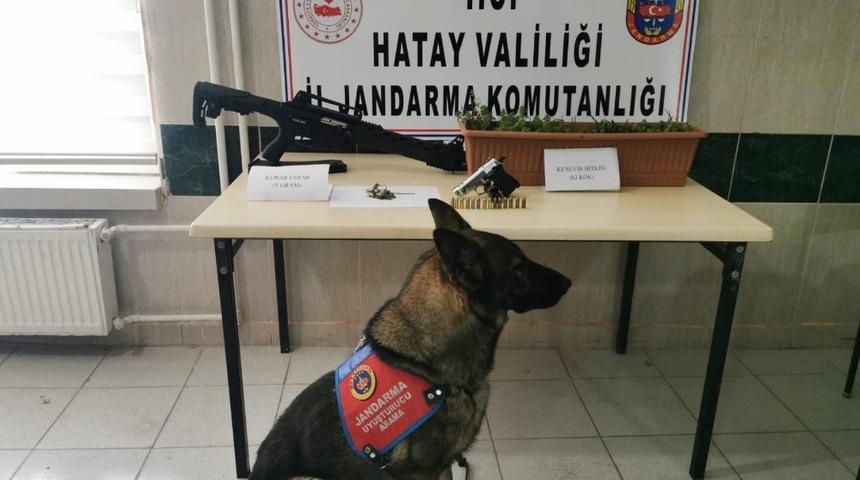 Balkonda kenevir yetiştirmiş