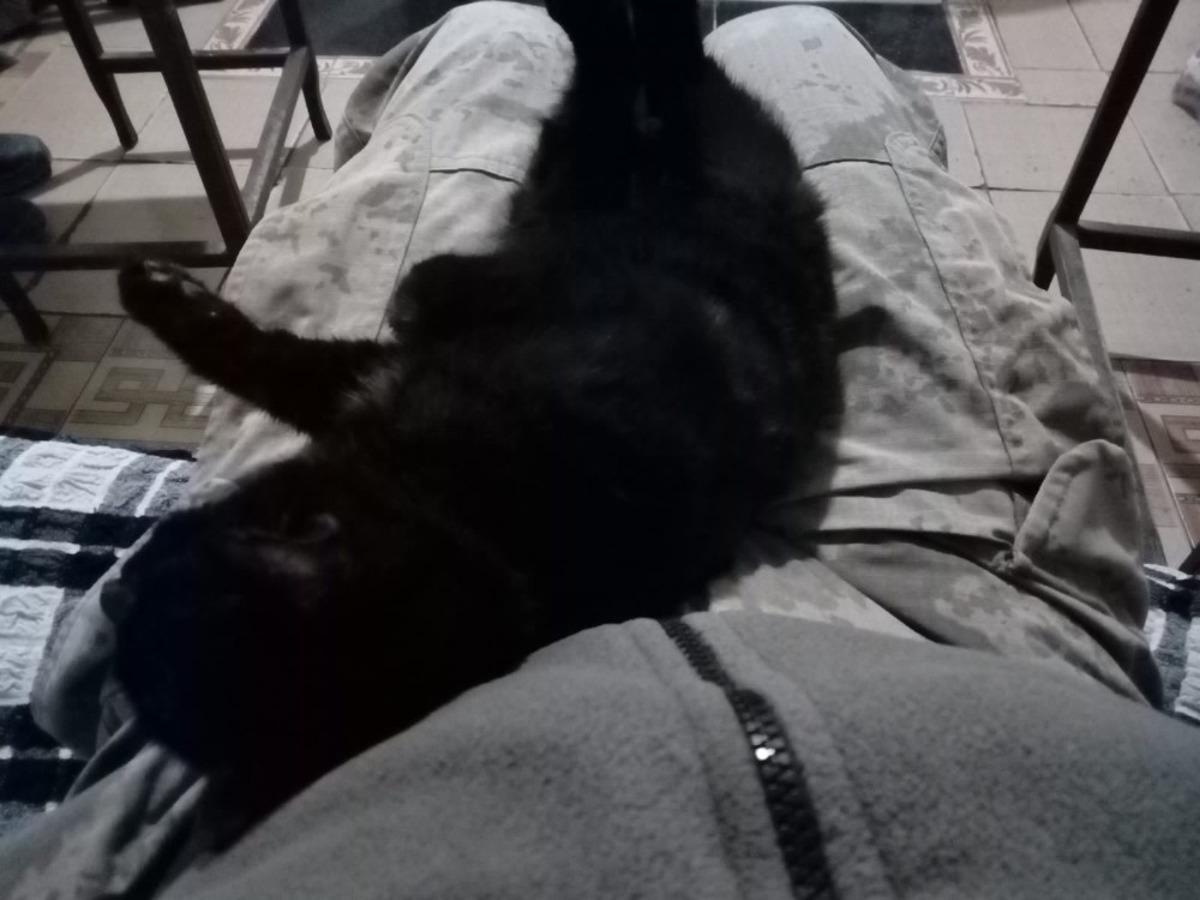 Mehmet&ccedil;ik kimsesiz yavru kediyi sahiplendi