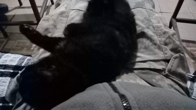 Mehmetçik kimsesiz yavru kediyi sahiplendi