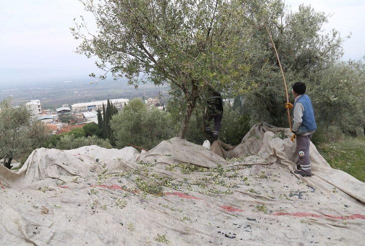 Turgutlu Belediyesi bin 442 kilogram zeytin yağı elde etti G5