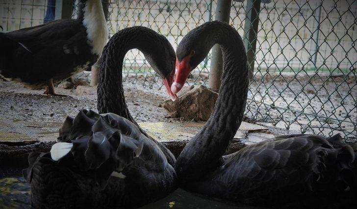 Keçiören’deki çocuklar doğal yaşam parkına akın etti G2