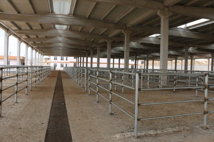 Şanlıurfa’da hayvan borsası çalışması G2