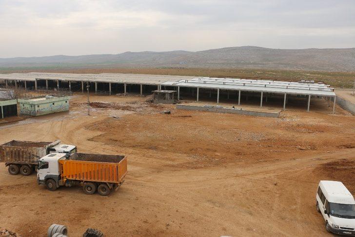 Şanlıurfa’da hayvan borsası çalışması G3