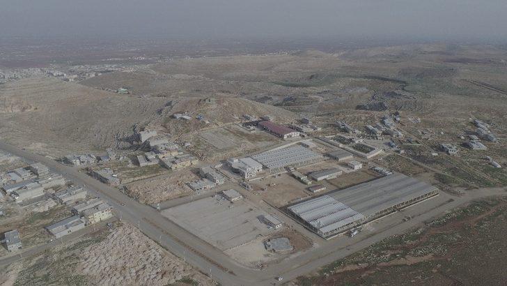 Şanlıurfa’da hayvan borsası çalışması G4