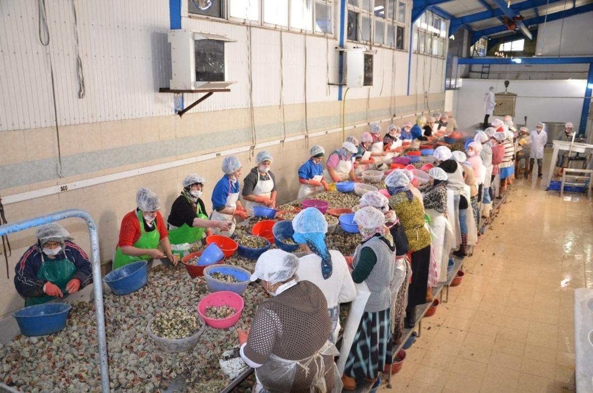 Sinop&rsquo;ta salgına rağmen su &uuml;r&uuml;nleri ihracatı y&uuml;zde 30 arttı