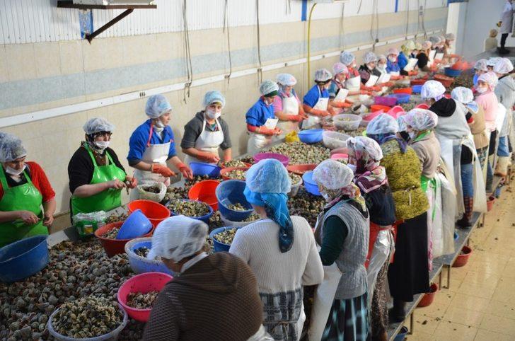 Sinop’ta salgına rağmen su ürünleri ihracatı yüzde 30 arttı G2