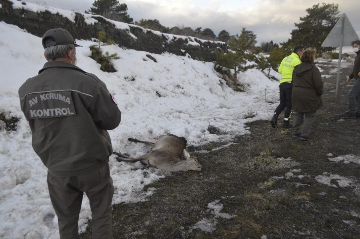 K&uuml;tahya&rsquo;da aracın &ccedil;arptığı geyik telef oldu