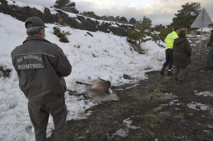 Kütahya’da aracın çarptığı geyik telef oldu G1