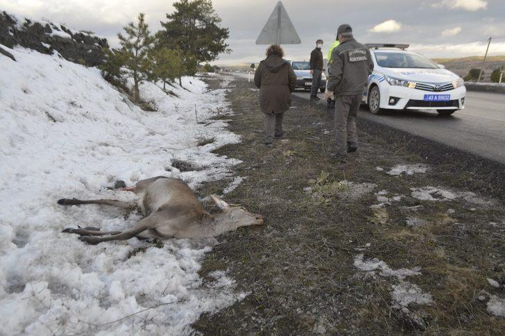 Kütahya’da aracın çarptığı geyik telef oldu G2