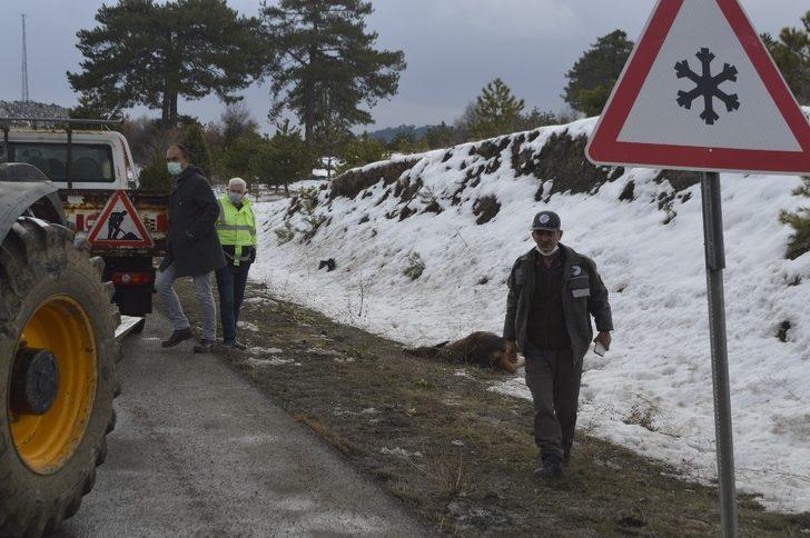 Kütahya’da aracın çarptığı geyik telef oldu G3