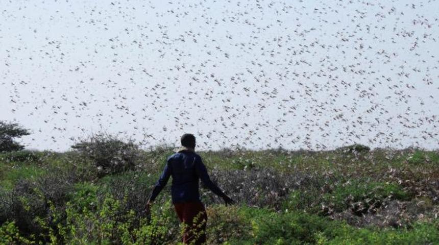 Somali'de çekirge istilası OHAL ilan ettirdi