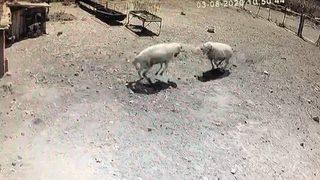 Kafa kafaya tokuşan iki koç öldü