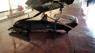 Antalya'da 6 metrelik köpekbalığı yakalandı