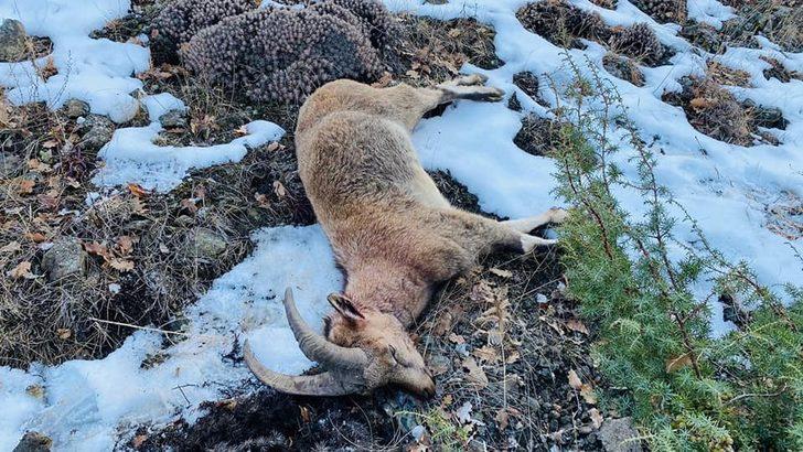 Yaban keçisi avı 38 bin liraya patladı G1