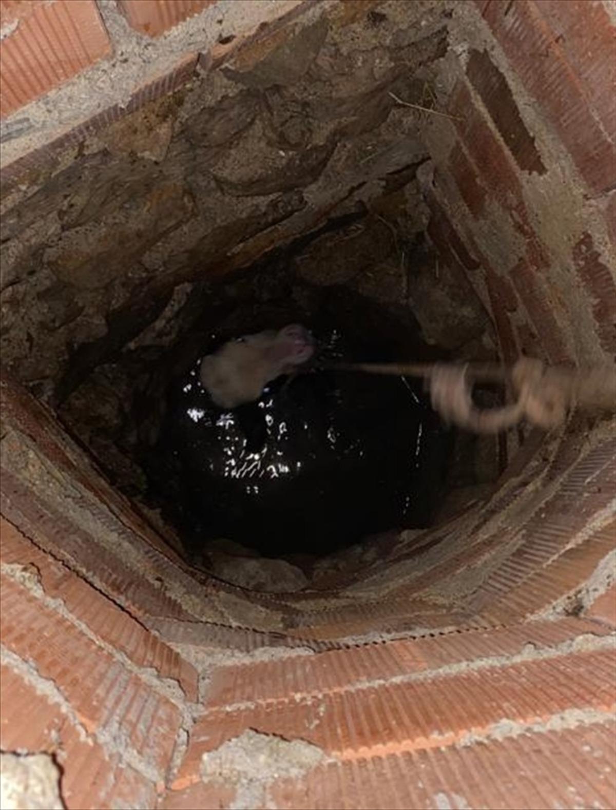 Bodrum'da kuyuya d&uuml;şen buzağıyı itfaiye kurtardı